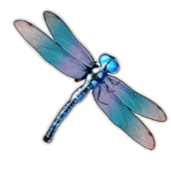 BigBassSplash-symbol Dragonfly